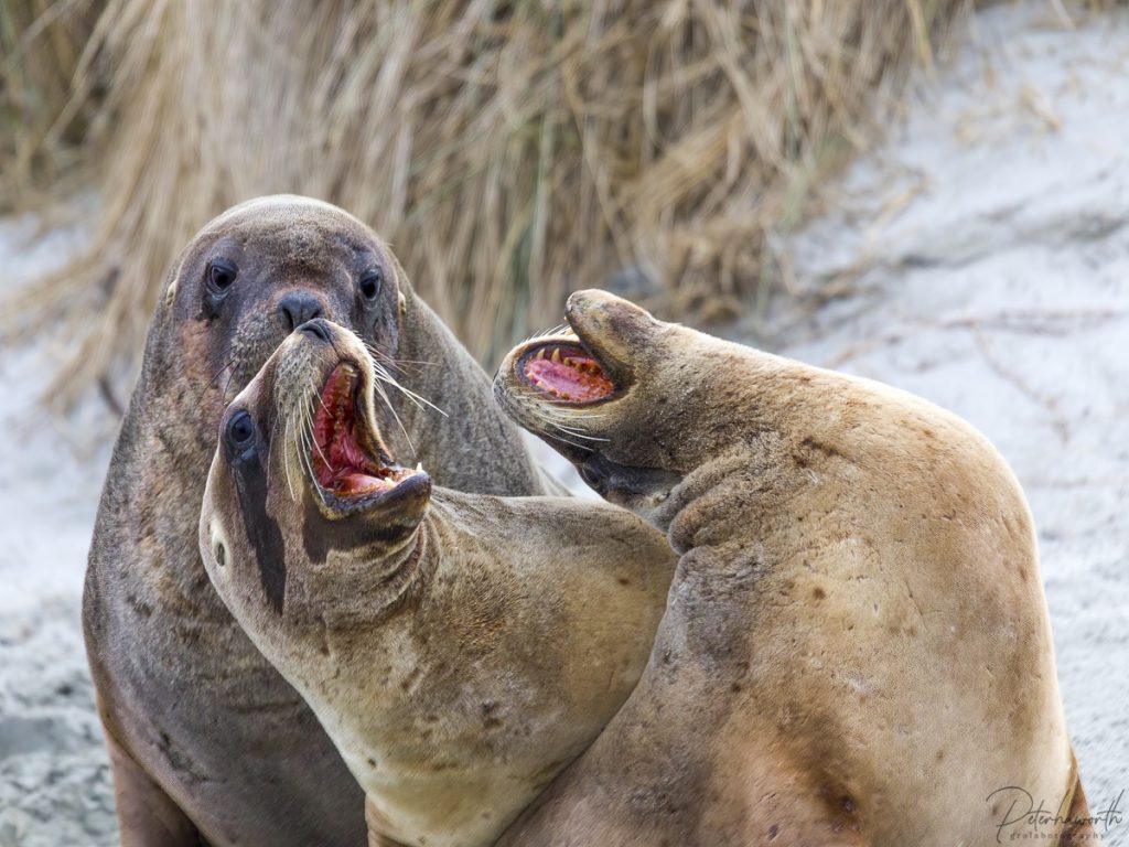 New Zealand Sea Lions – grolabotography